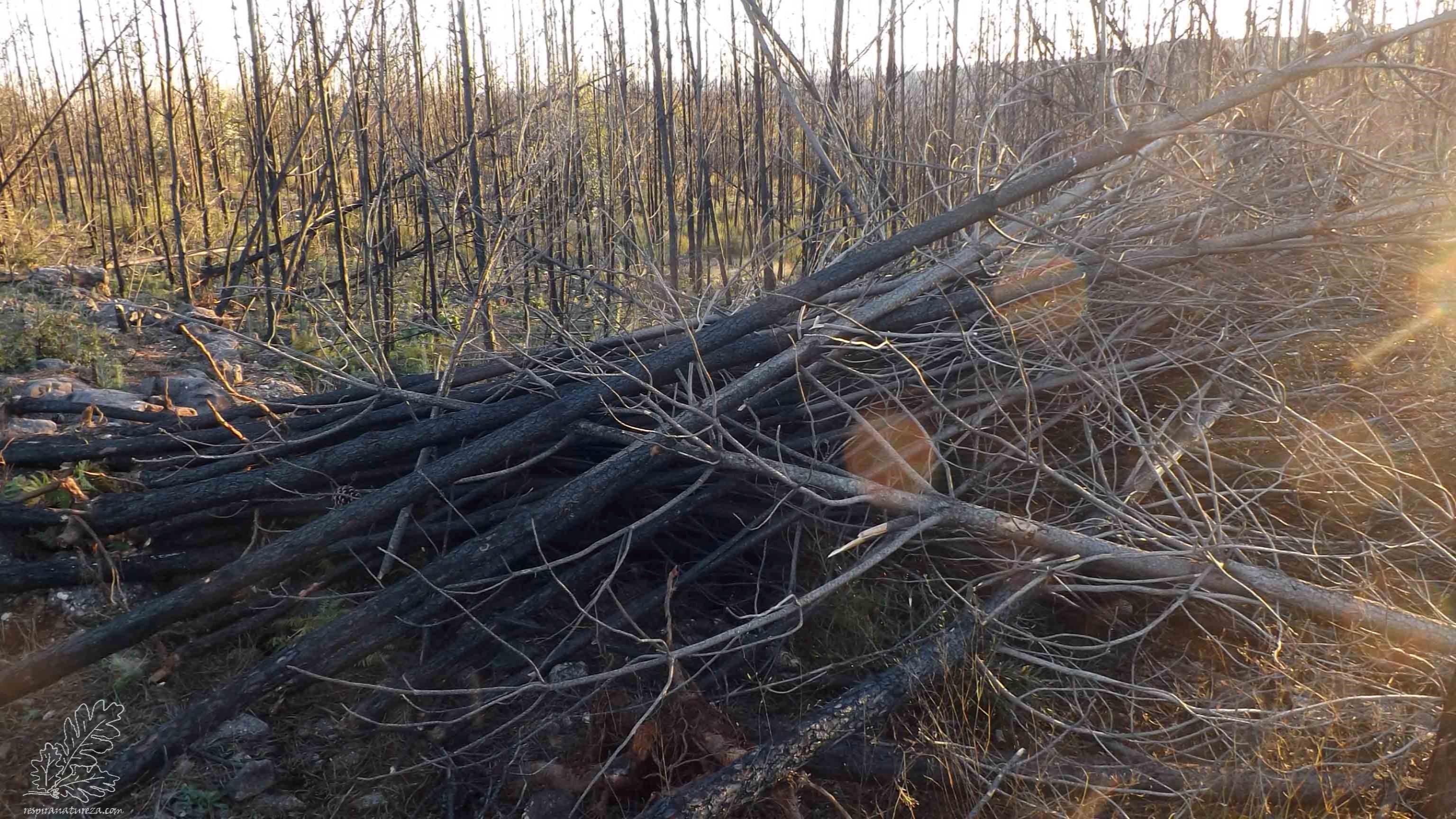 Pinheiros retirados do local.