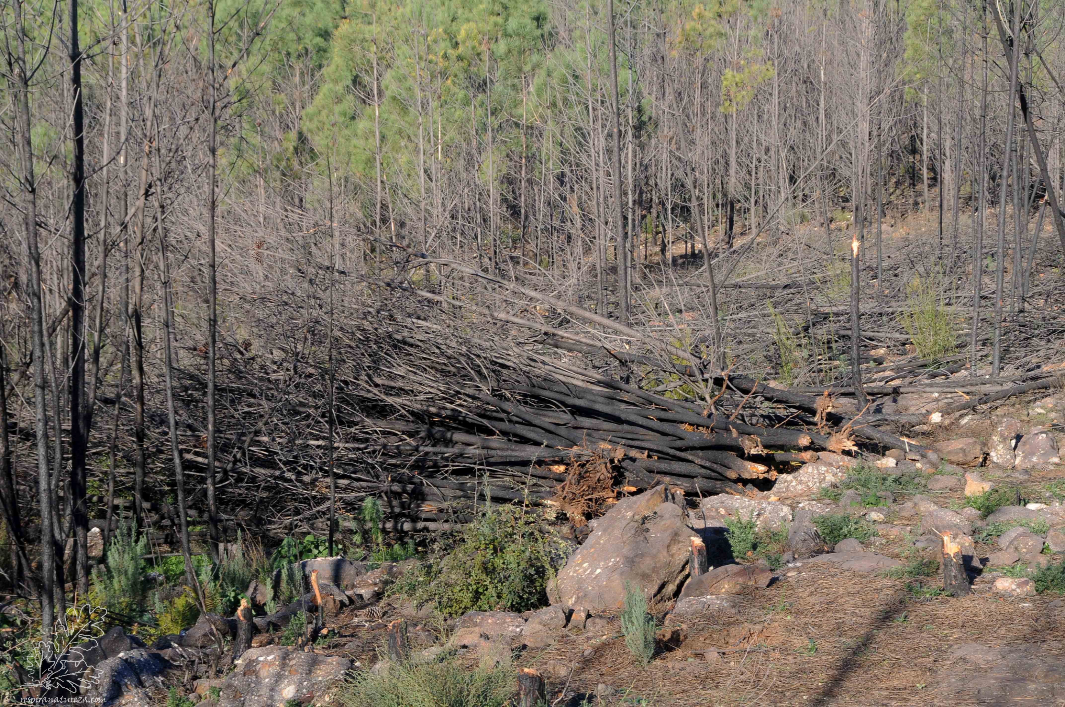 Pilha de pinheiros retirados do local.