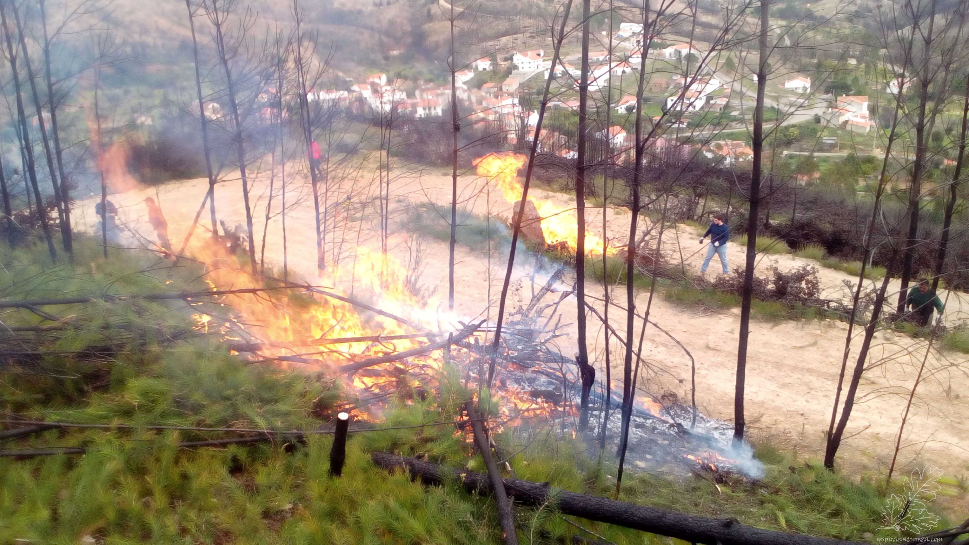 Nomes vulgares: Pinheiro-ratinho, háquea-picante, espinheiro-bravo, salina, háquea-espinhosa