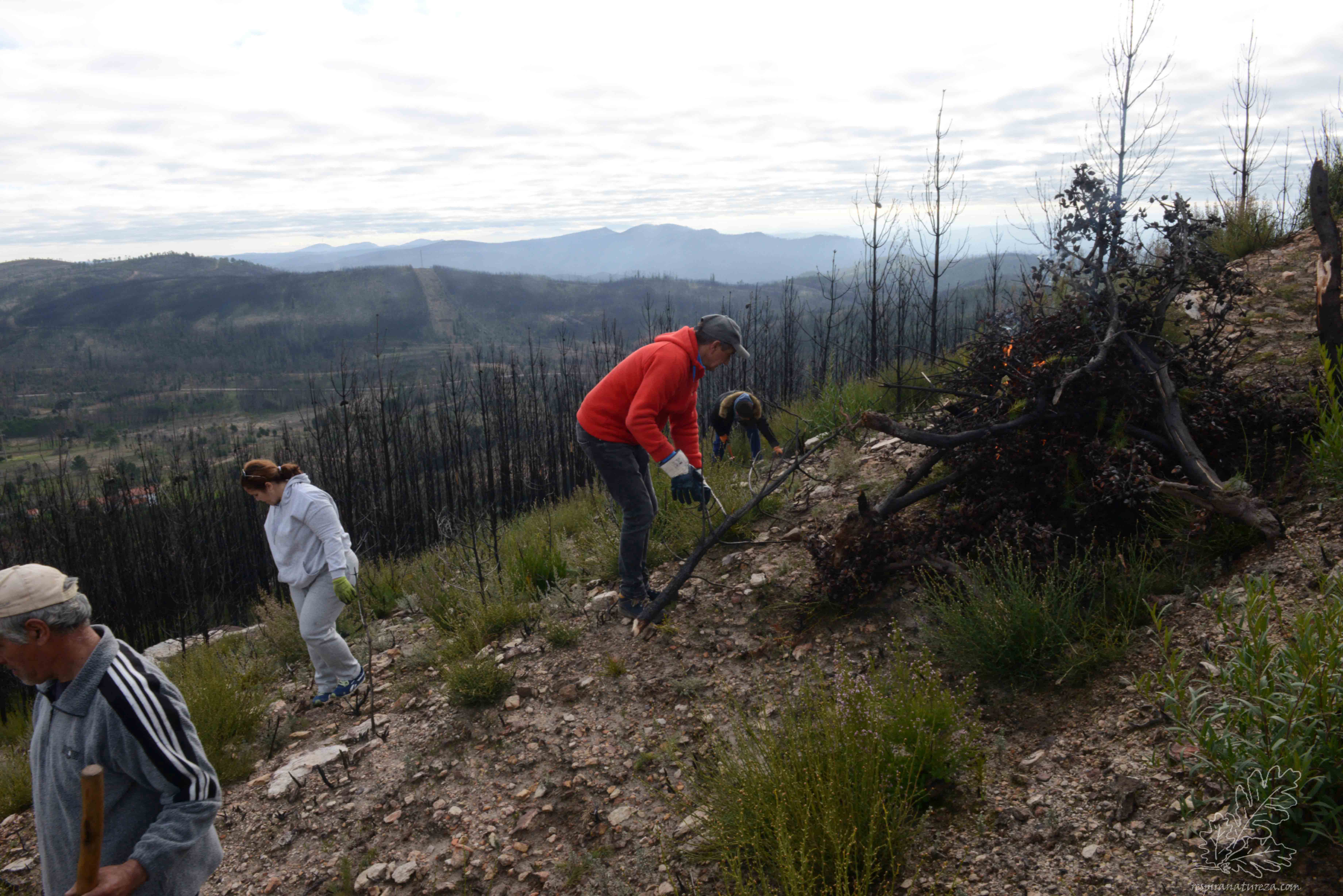 Combate ás háqueas-picantes.