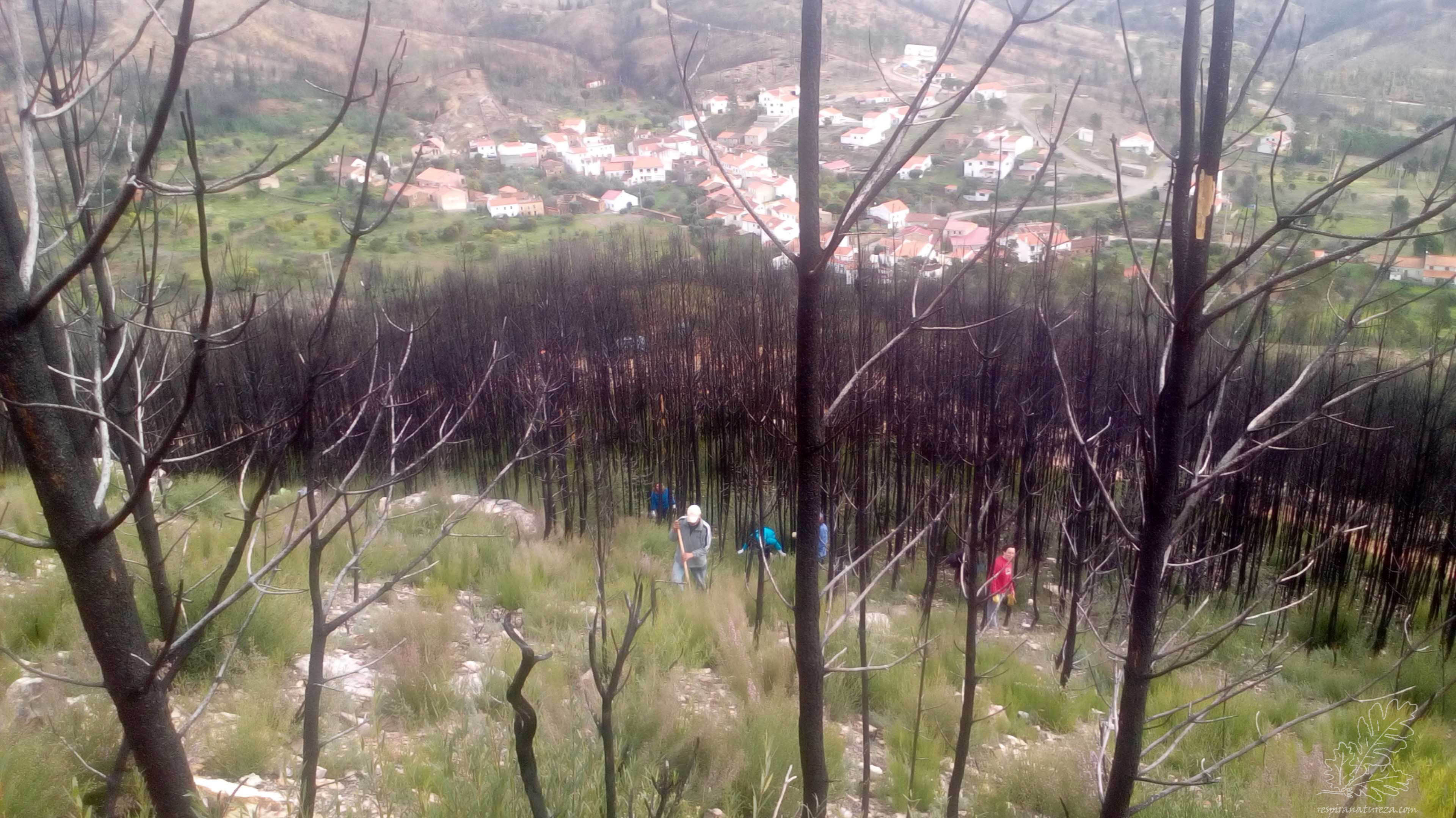 Pelos campos fomos erradicando as plantas invasoras existentes.