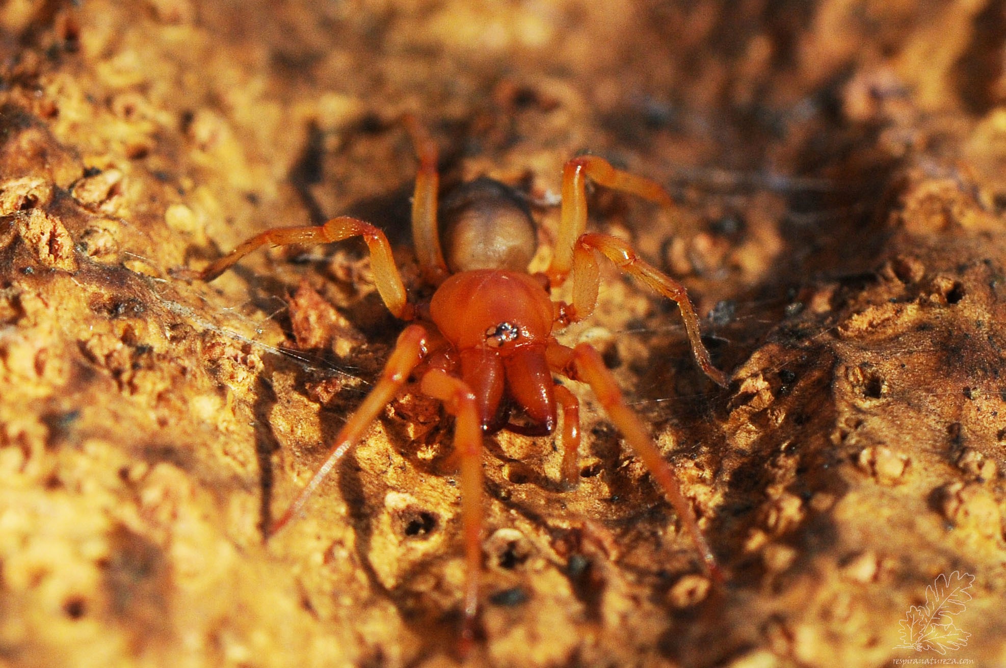 Dysdera crocata, também conhecida como aranha-dos-bichos-de-conta.