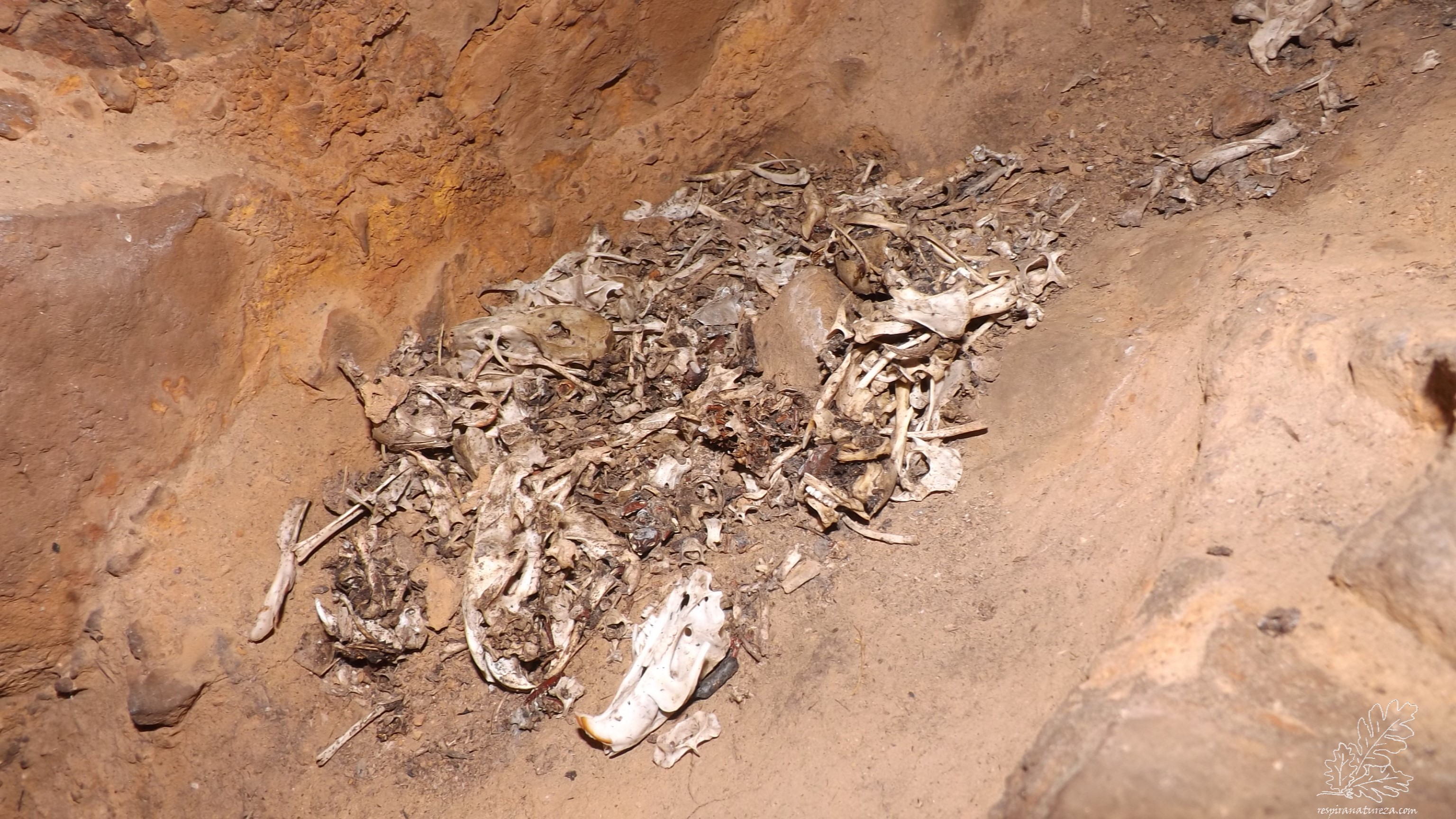 Anda por aqui um predador....