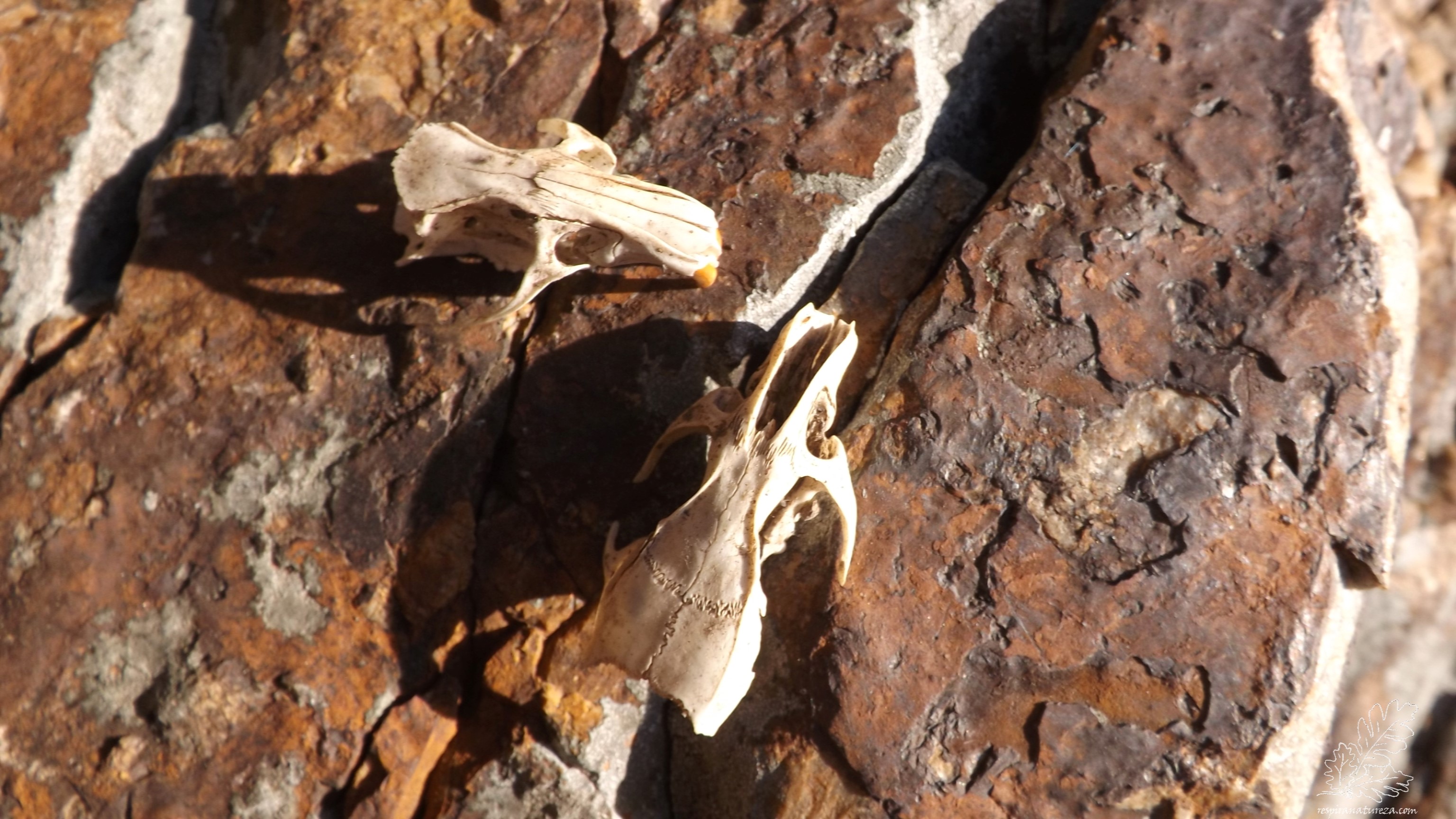 Crânios de roedor, muito provavelmente ratos...