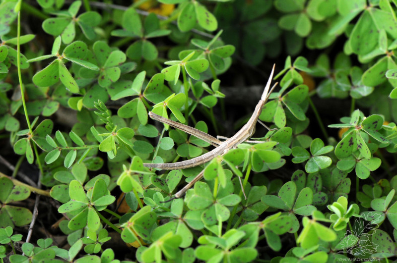 Ninfa do gafanhoto-narigudo "Truxalis nasuta" (Linnaeus, 1758).