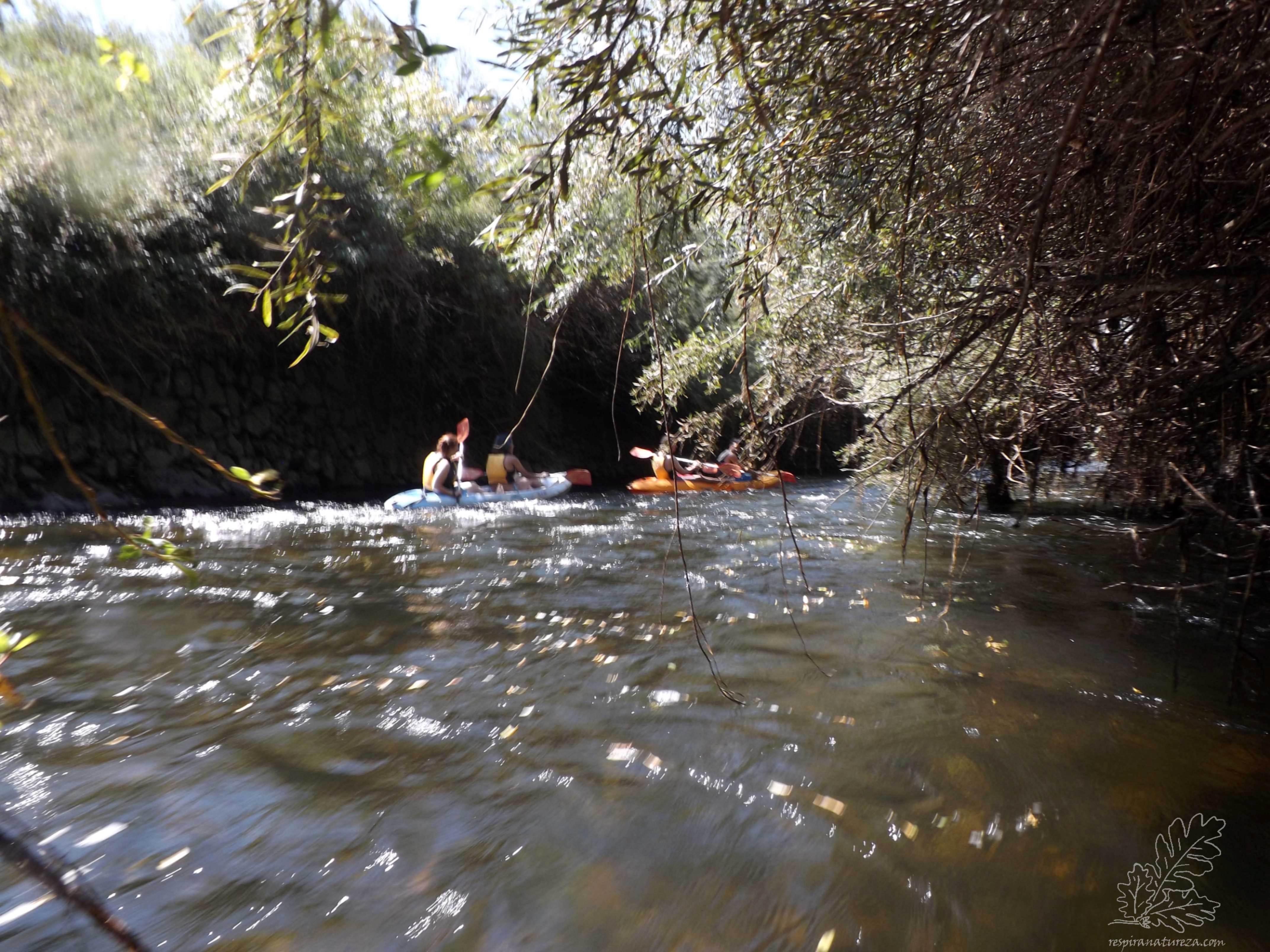 No canal de alfanzira nas Mouriscas.