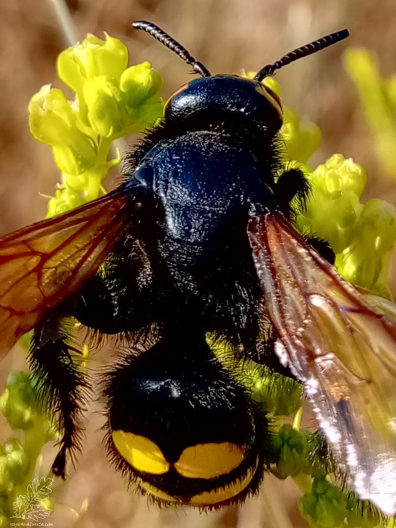 Tanto o macho como a fêmea têm o corpo coberto de pelos pretos e brilhantes, apresentam alinhadas aos pares quatro grandes manchas amarelas no abdómen, por vezes estas encontram-se unidas, dando lugar a apenas duas grandes manchas.