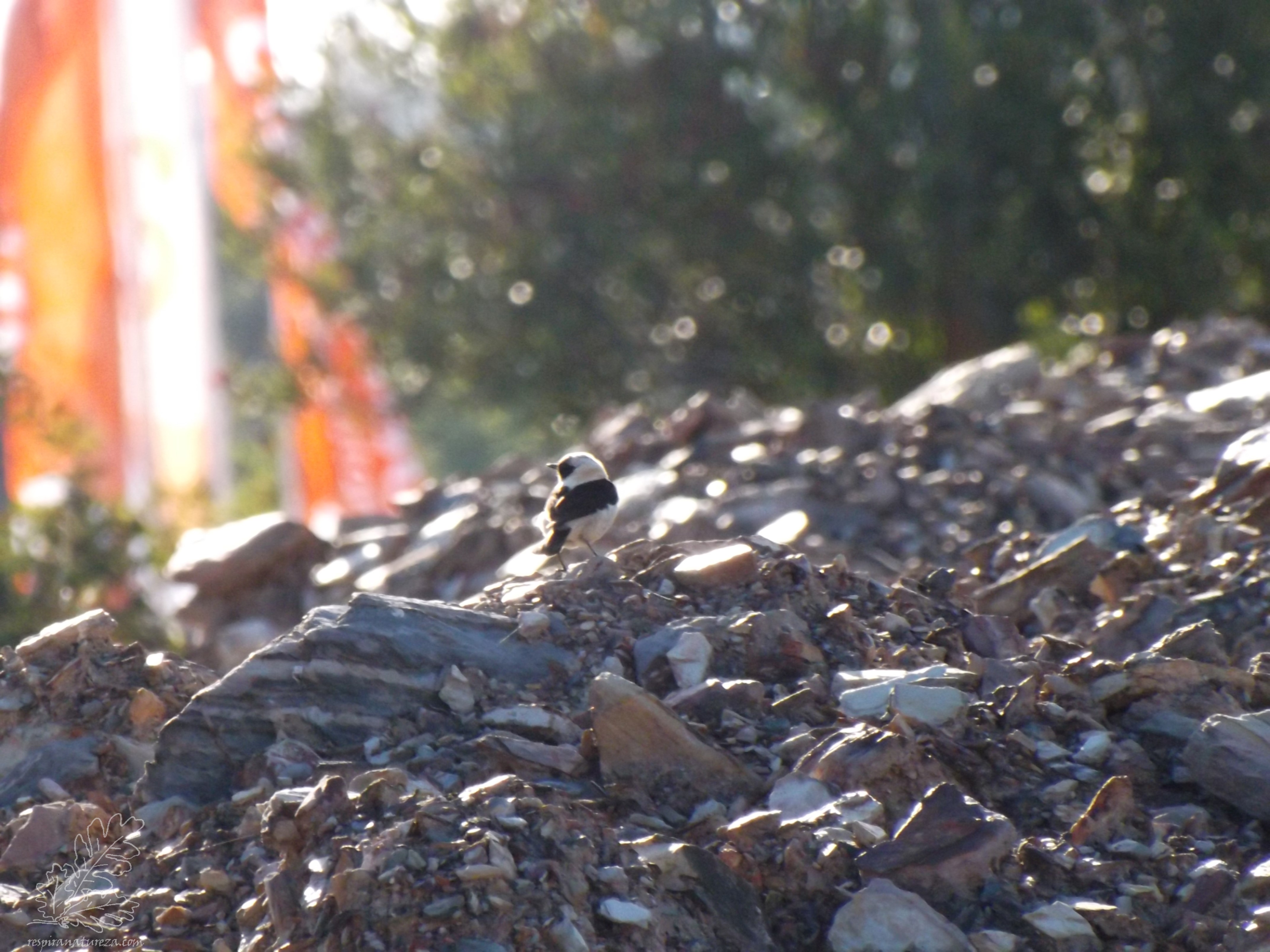 As aves já se encontram em migração rumo ao sul.