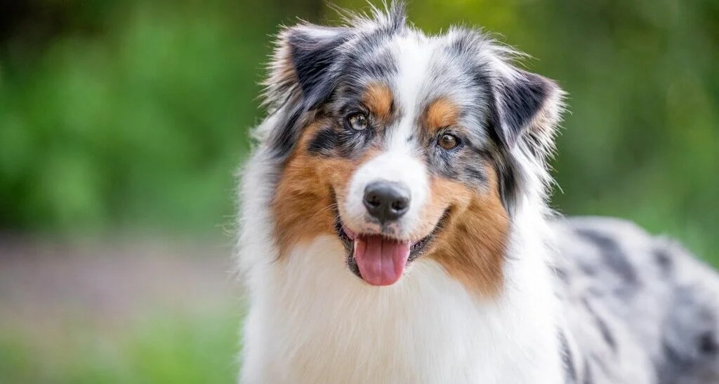 dog grooming business featured