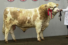 Simmentals sell to 2000gns at Carlisle
