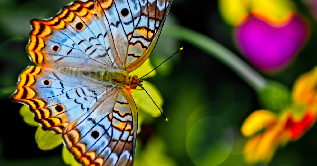 decorative butterfly