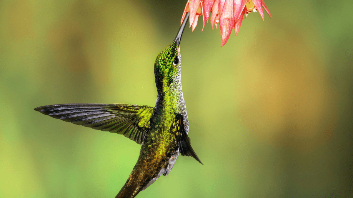 hummingbird