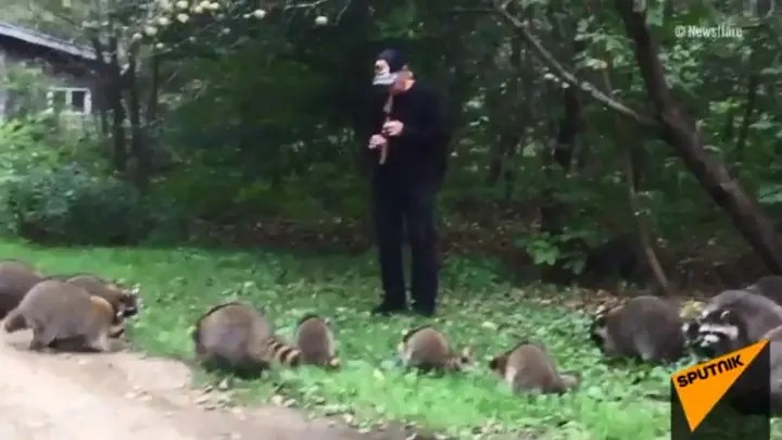 Как флейтист енотов развлекает