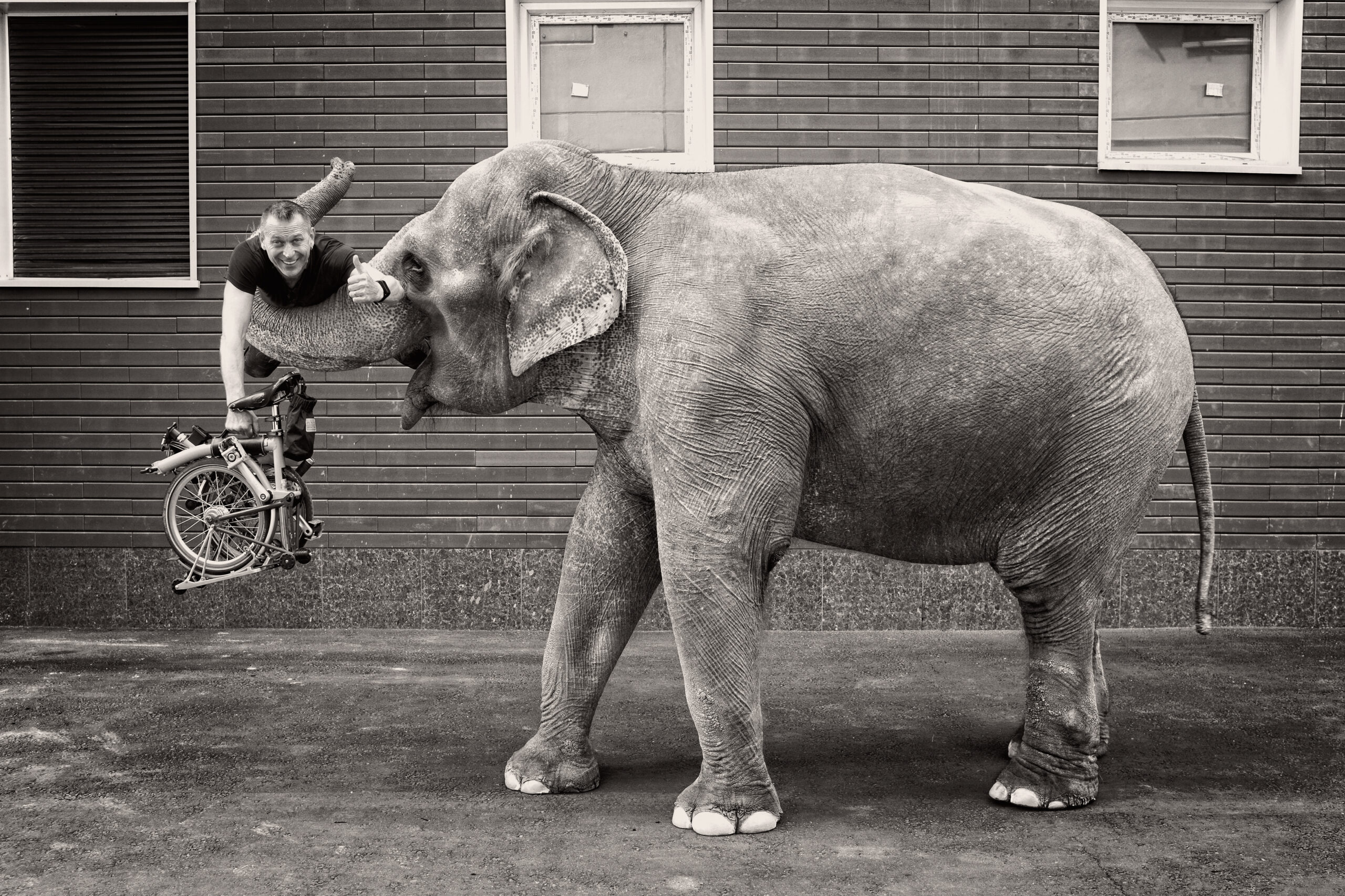 Abducted by a Mad Elephant