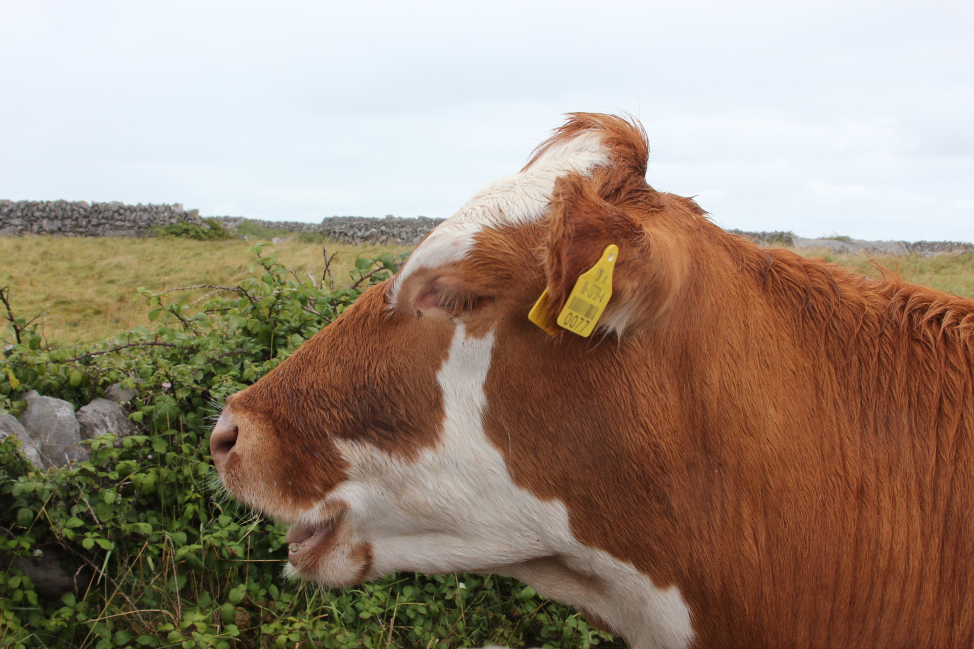 Inis Oirr, Aran Islands, Ireland (unedited)