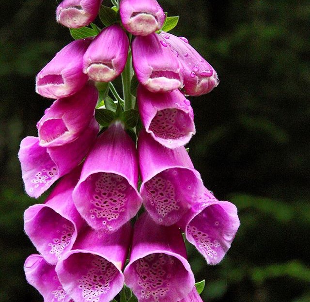 Lush -Aughrim, Ireland