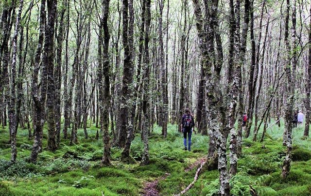 A Walk in the Woods -Glendalough, Ireland