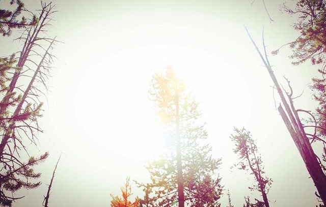 Ghost Trees (overexposed) -Yellowstone National Park
