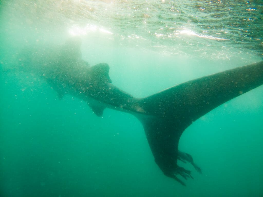 La Paz whale sharks Baja California Sur Mexico