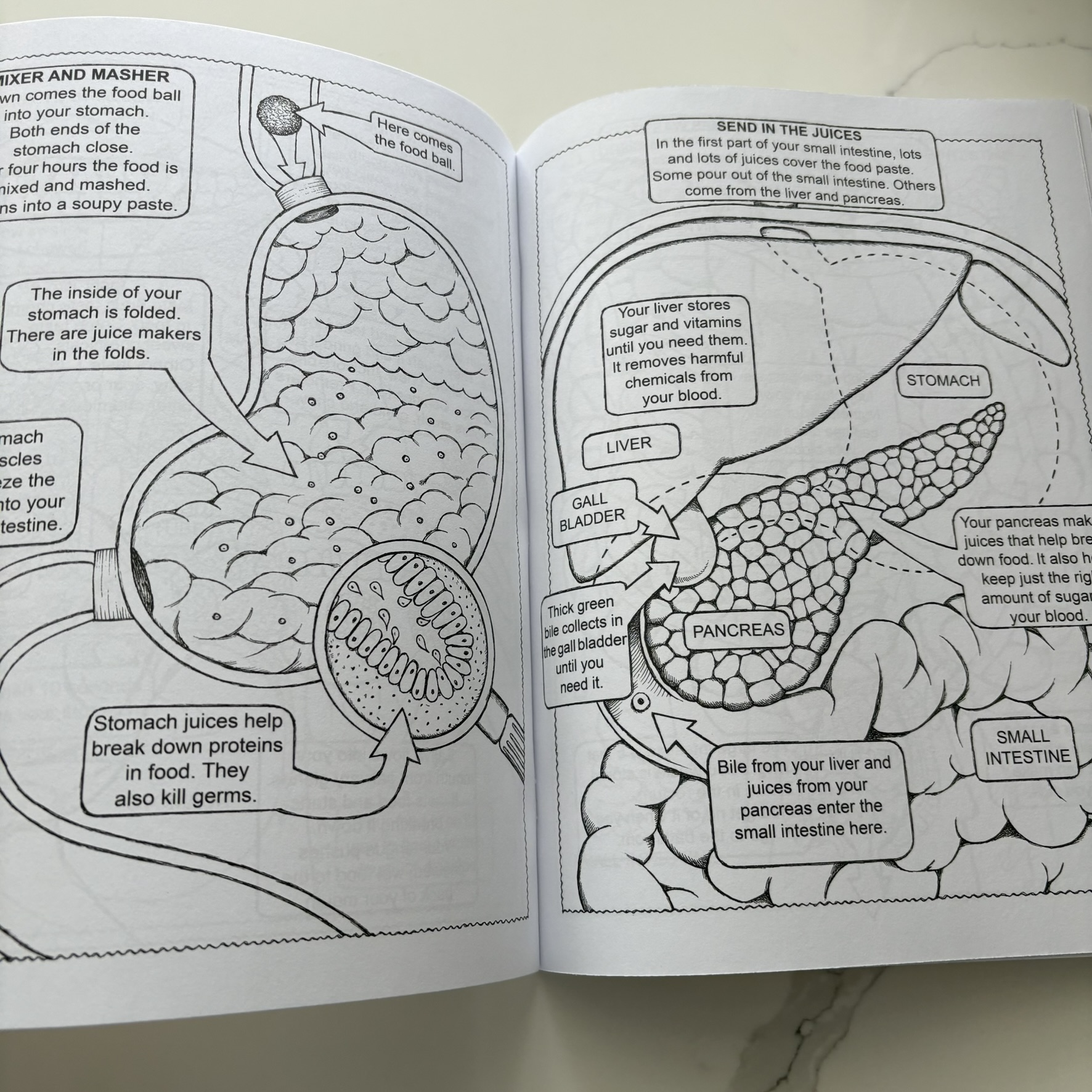 Dover Coloring Book My First Human Body Book