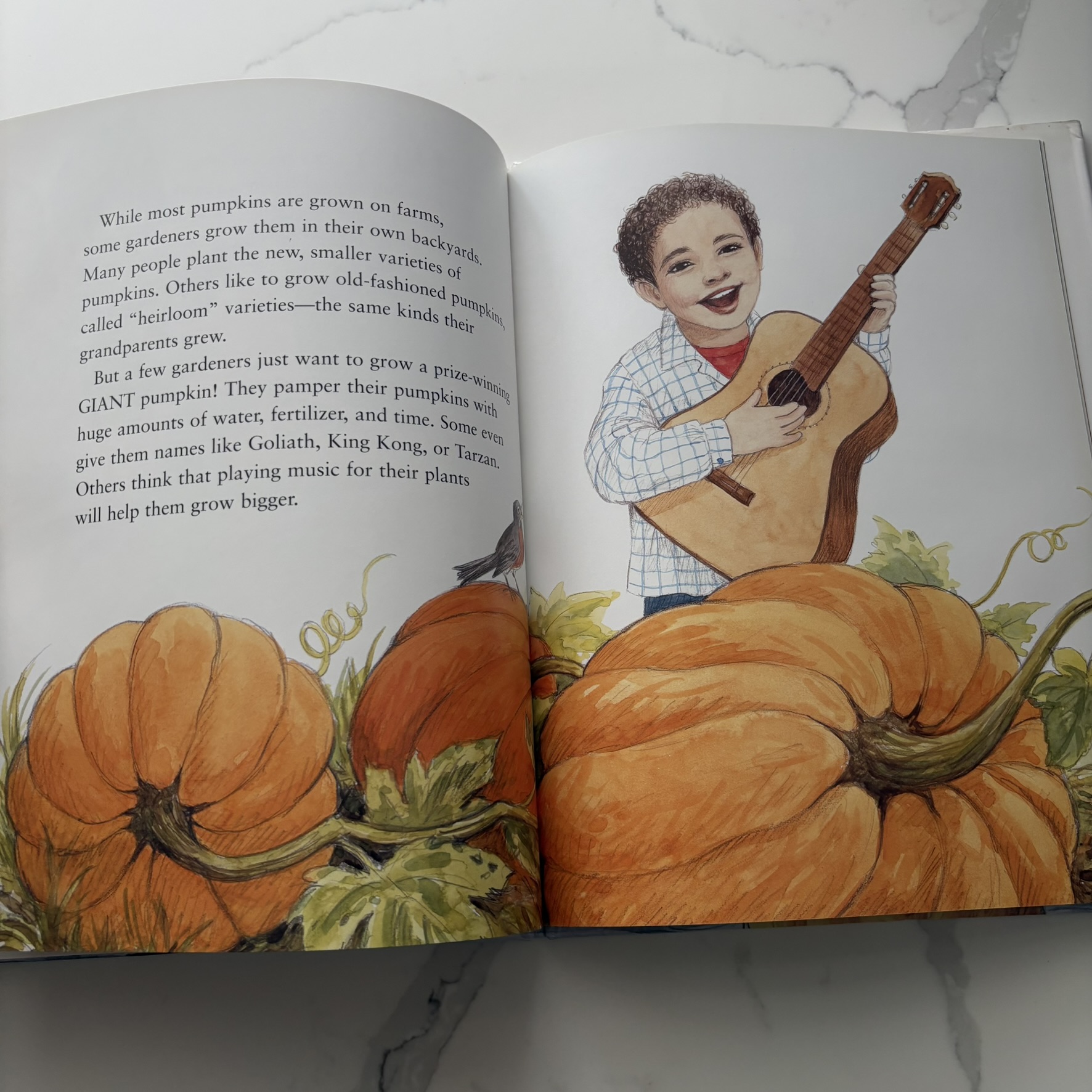 Pumpkins Jacqueline Farmer