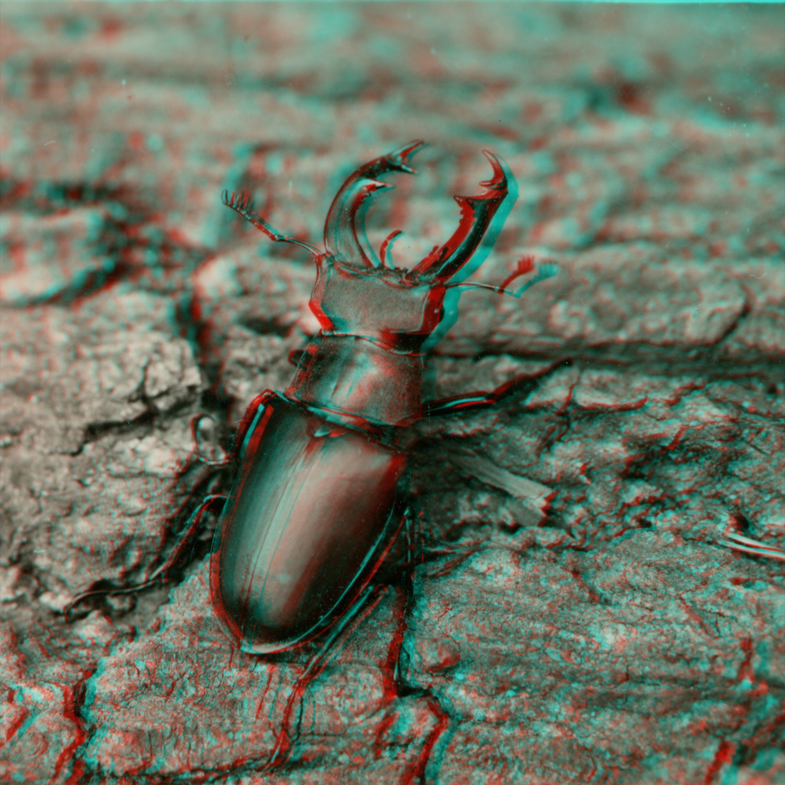 Male stag beetle