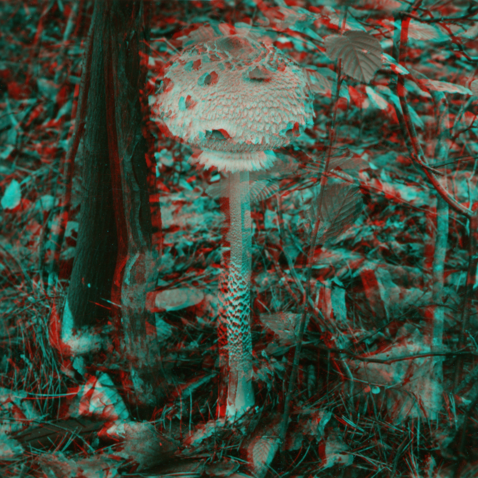 The Parasol, our most impressive mushroom appearance