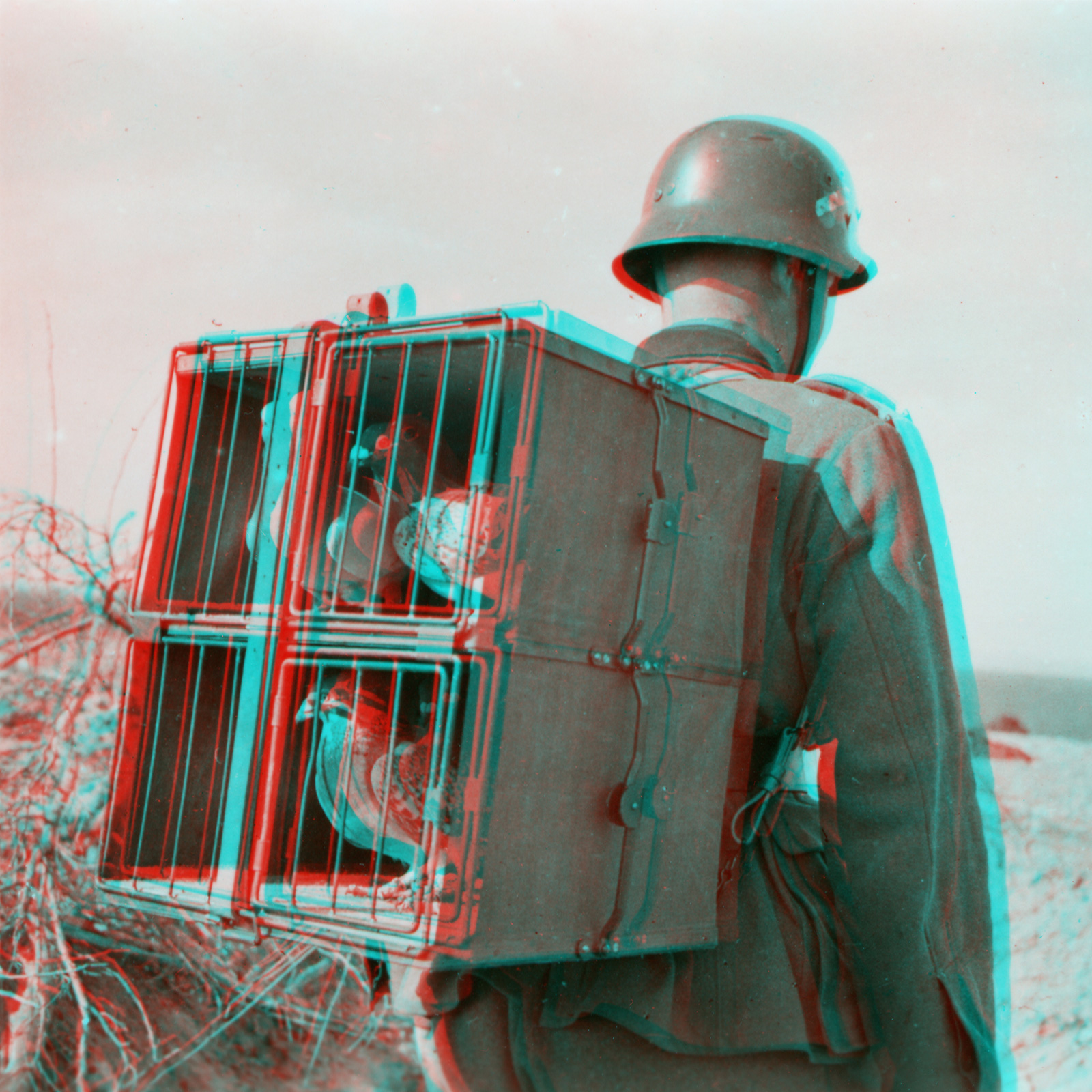 Carrier pigeons are presented in the supporting frame