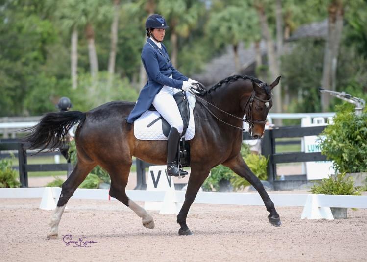 Dressage