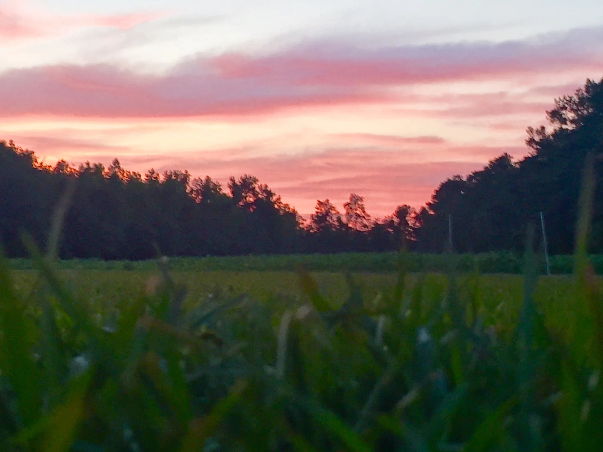 Vineyard Sunset