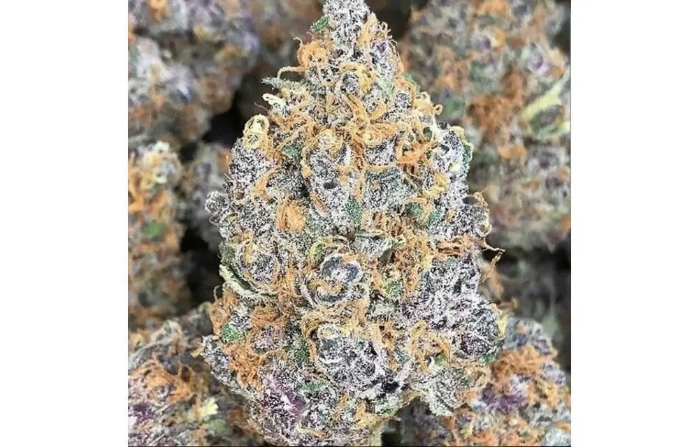 In house genetics is a seed genetics company. In House Genetics Forbidden Jelly Brotanical Gardens