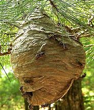 Hornet Nest 2