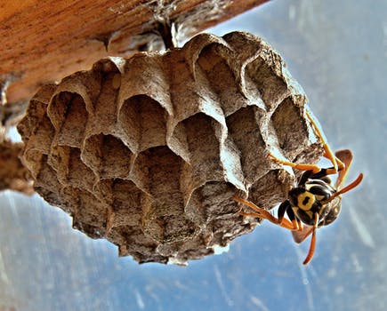 Wasp Nest 1