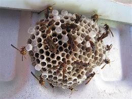 Wasp Nest 3