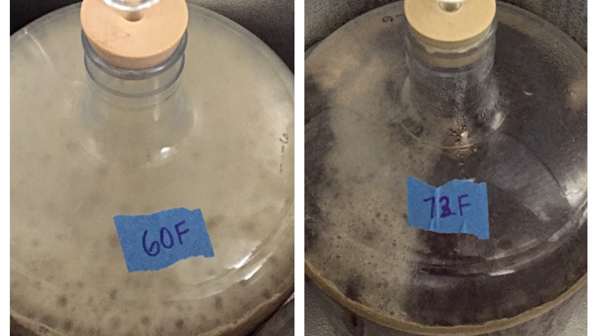 exBEERiment Fermentation Temperature Frankenyeast Blend In An