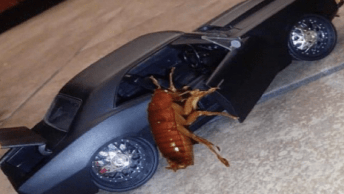 roach getting in car meme the viral meme trend - brunchvirals on how to get cockroach out of car
