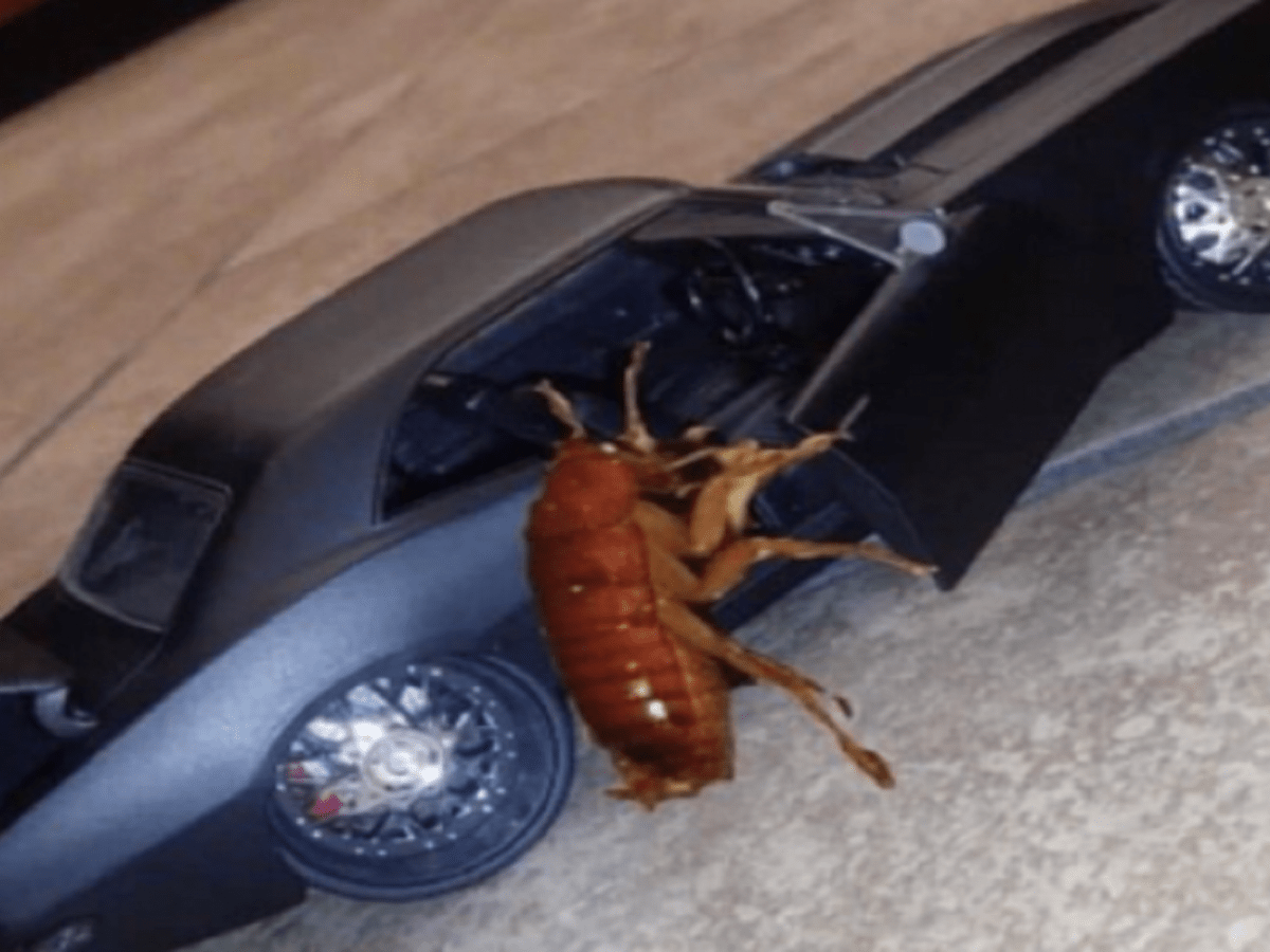 roach getting in car meme the viral meme trend - brunchvirals on roaches in car tiktok