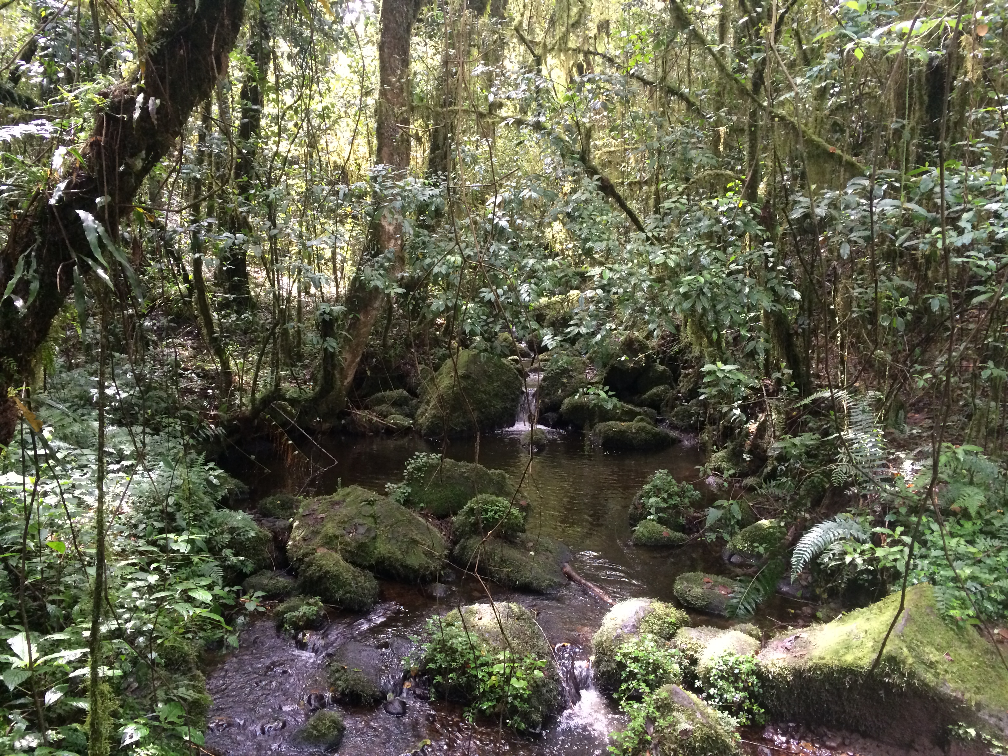 More jungle