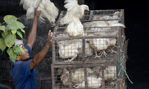 बसतपुर चौकी कै मिलोमतोमा तस्करी तिब्र