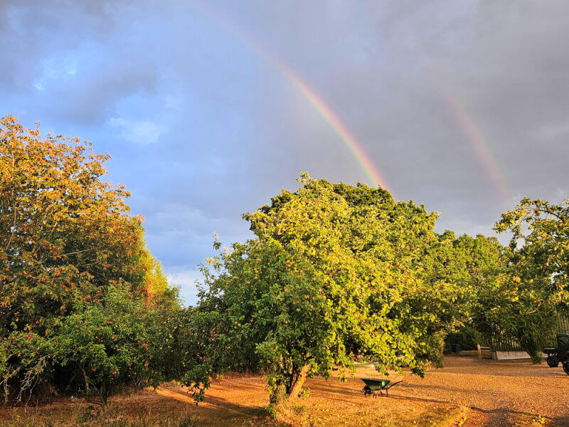double rainbow over trees