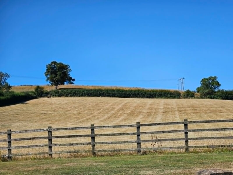 straw like fields