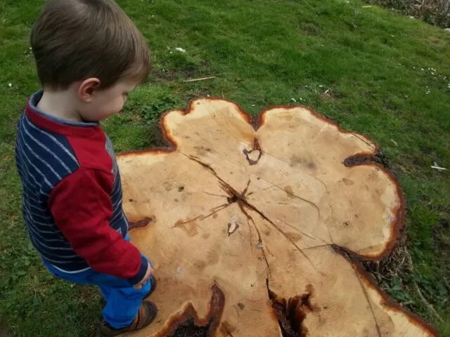 counting tree stump rings