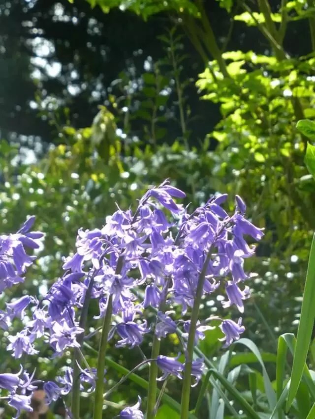 bluebells at charlecote