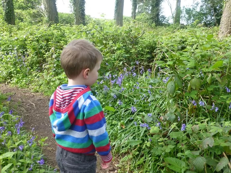 bluebells in Epwell woods