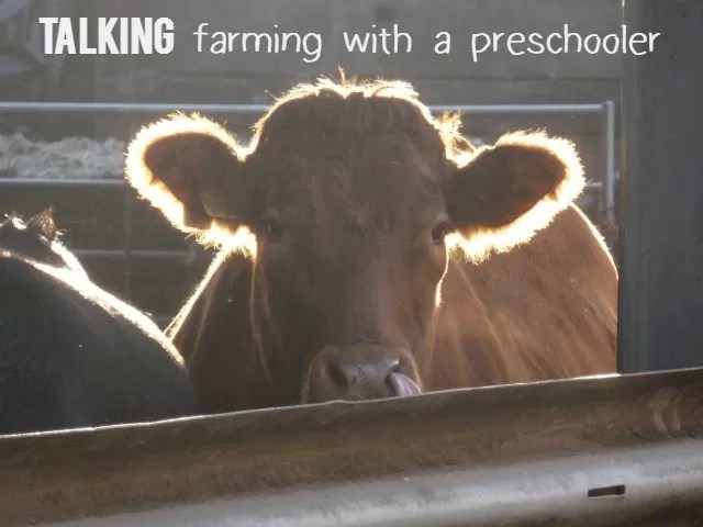 cow highlighted by the sun - talking farming