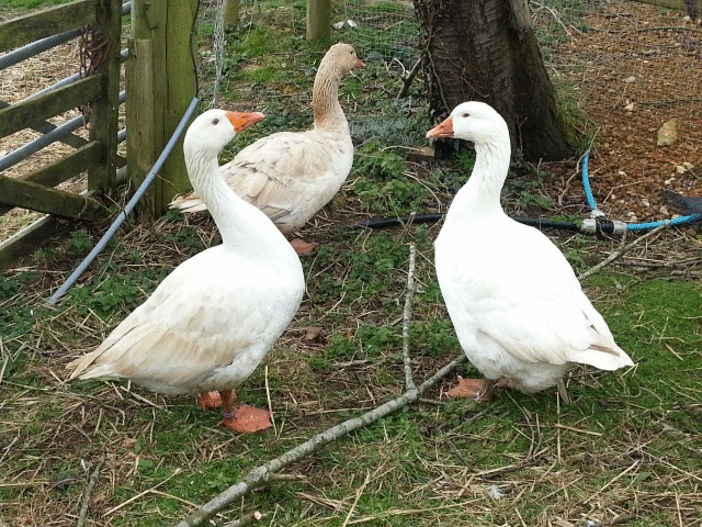 Geese