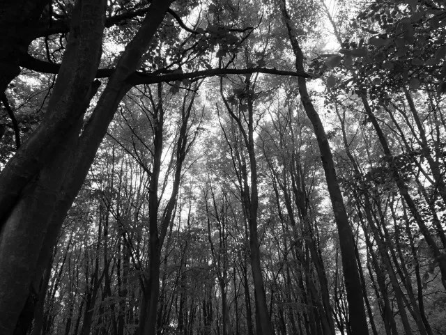 looking up in the woods