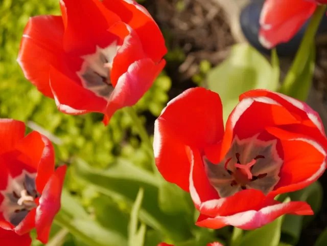 red tulips