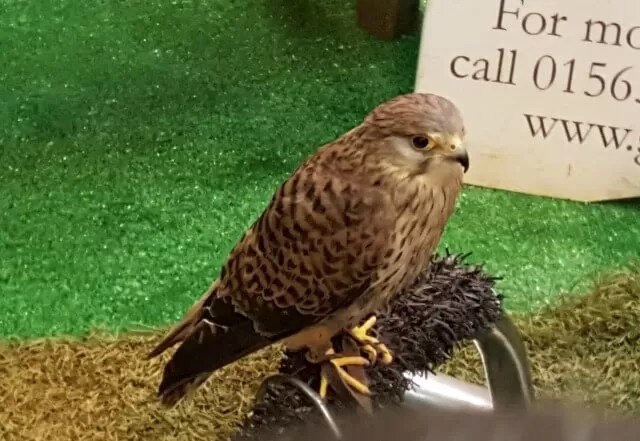 bird of prey