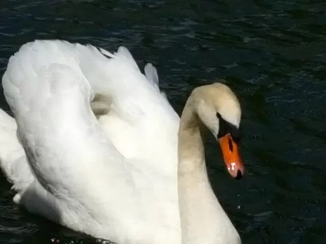 mute swan at Henley